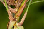 River bulrush